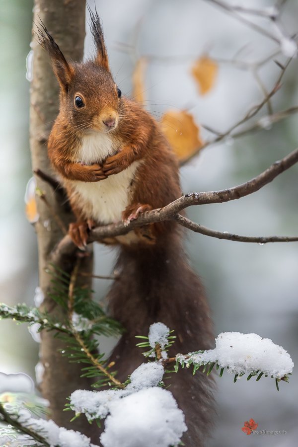 Eichhörnchen im Schnee Merzhausen