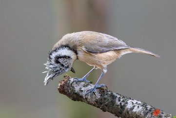 Haubenmeise Merzhausen