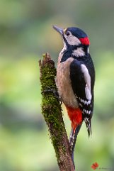 Buntspecht Merzhausen