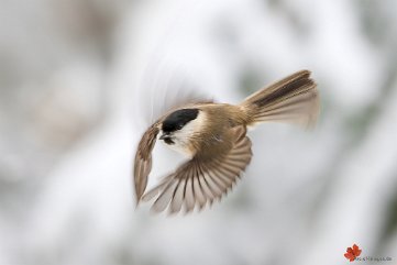 Flugbild einer Sumpfmeise Merzhausen