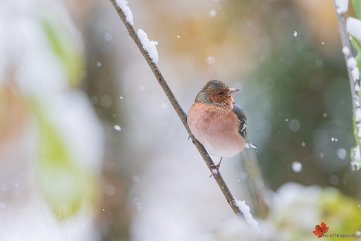 Buchfink im Schnee Merzhausen