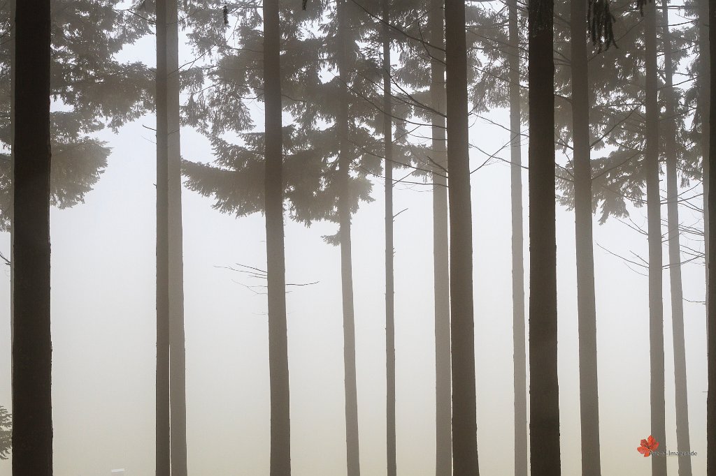 Bäume im Nebel Leinbachtal/Bollschweil