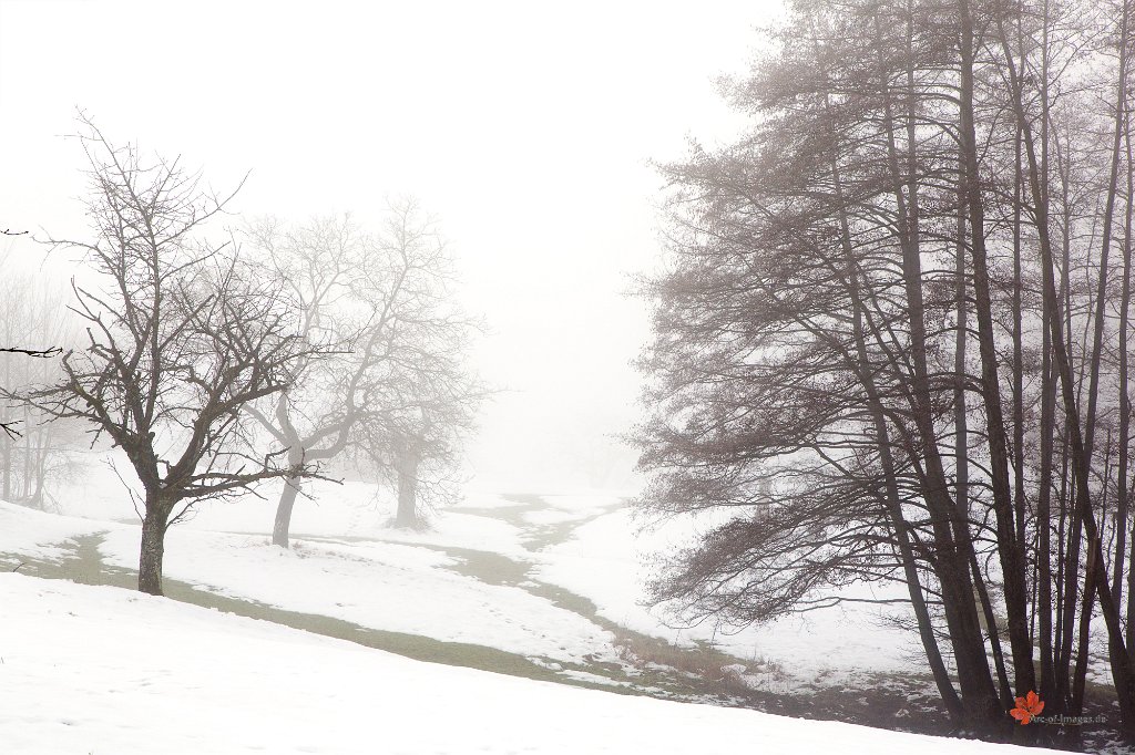 Bäume im Nebel Schönberg