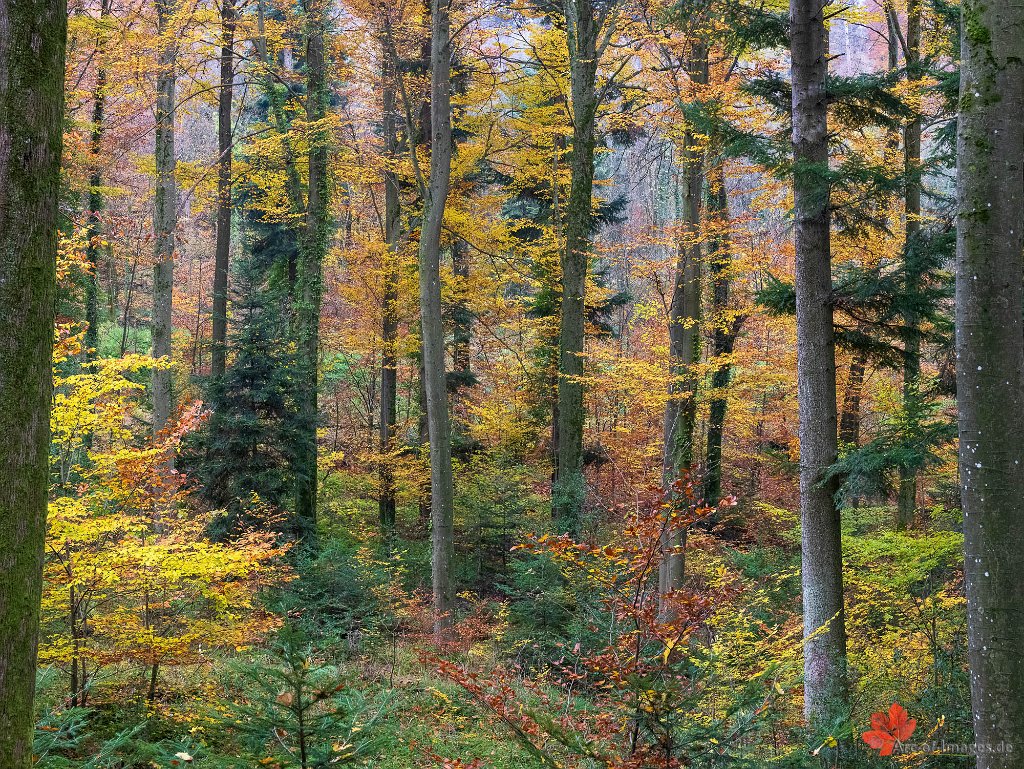 Herbstwald Merzhausen