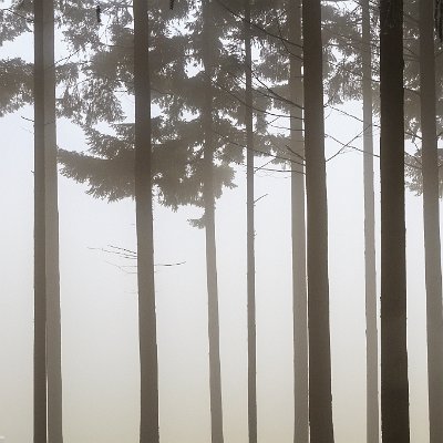 Bäume im Nebel Leinbachtal/Bollschweil