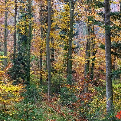 Herbstwald Merzhausen