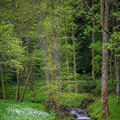 Frühling im Tal der Möhlin St. Ulrich