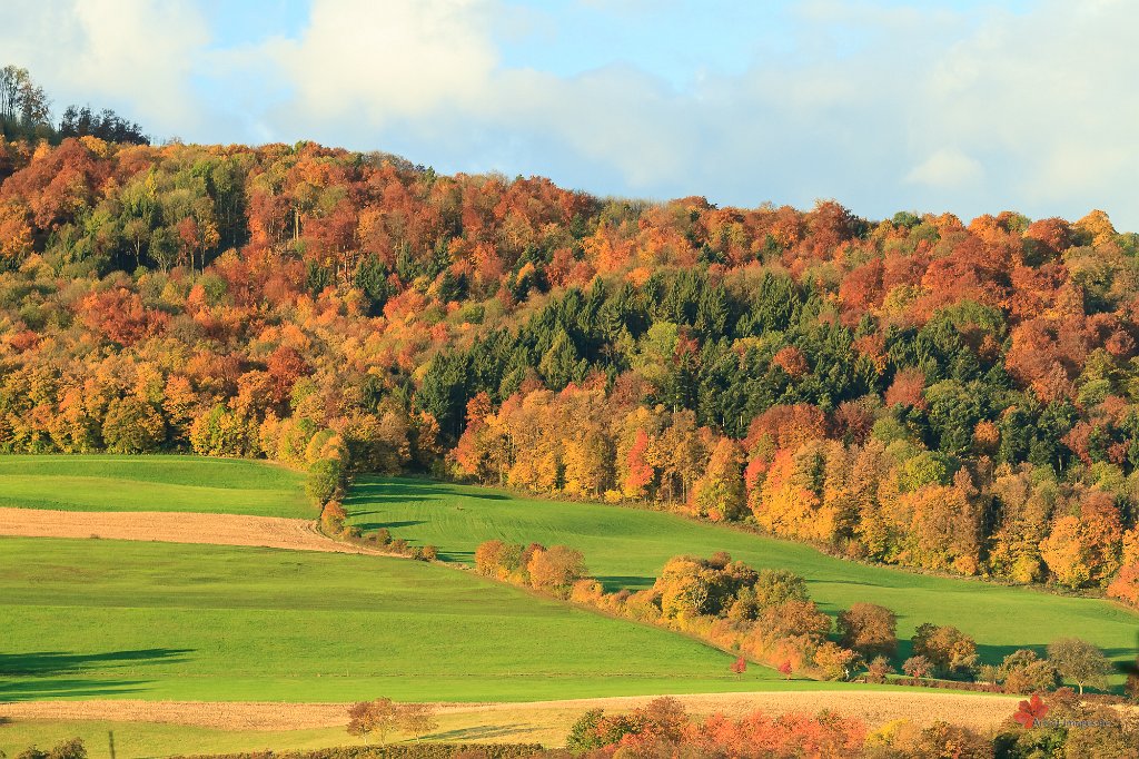 Herbstlicher Laubwald Schönberg bei Merzhausen
