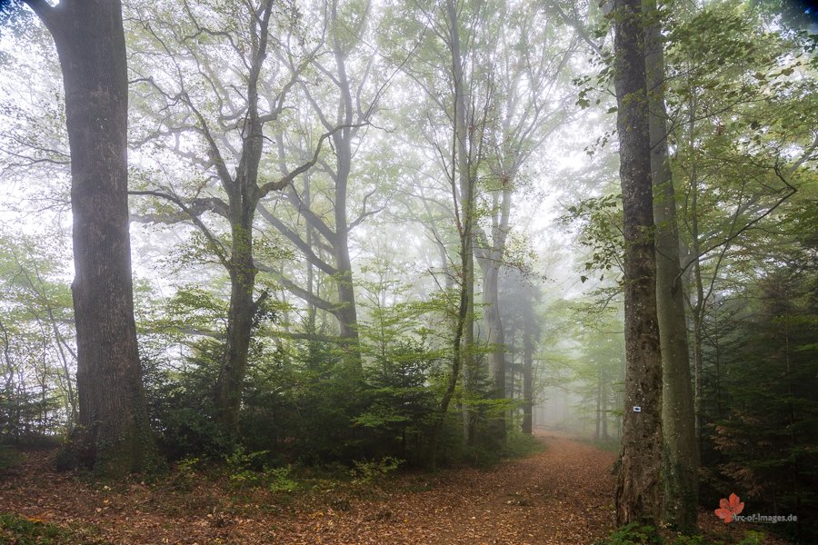 Waldweg im Nebel 