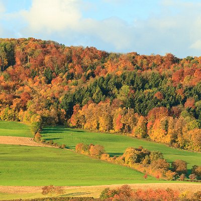 Herbstlicher Laubwald Schönberg bei Merzhausen
