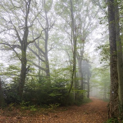 Waldweg im Nebel