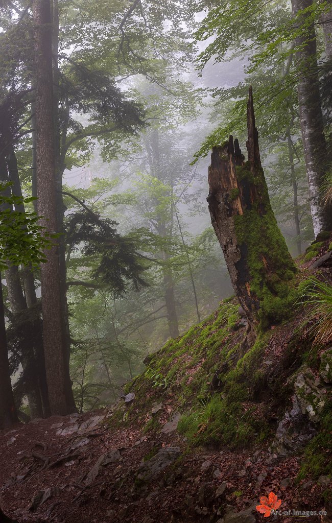 Geheimnisvoller Waldspaziergang Zweribach