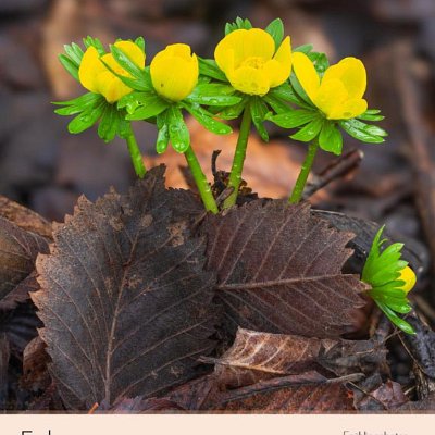 Februar Frühlingsboten