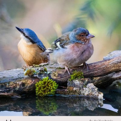 März Kleiber und Buchfink an der Vogeltränke