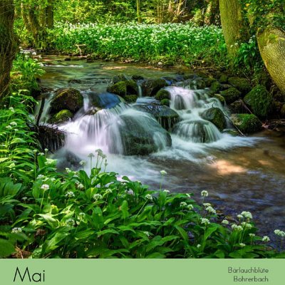 Mai Bärlauchblüte