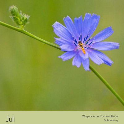 Juli Wegwarte und Schwebfliege