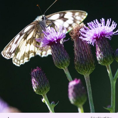 August Schachbrettfalter