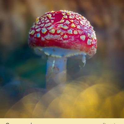 September Fliegenpilz