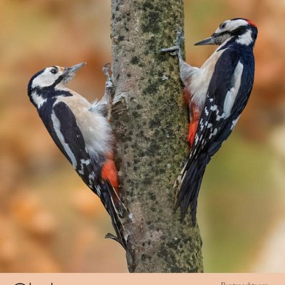 Oktober Buntspechtpaar