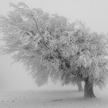 Windbuche Schauinsland