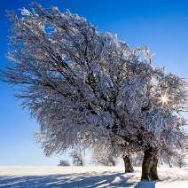 Windbuche Schauinsland
