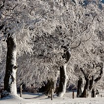Windbuchen Schauinsland