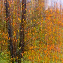 Fallende Blätter Schönberg/Wittnau