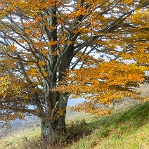 Weidbuche Münstertal