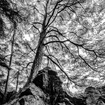 Waldkiefer Gfällfelsen