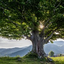 Weidbuche Geiersnest/St. Ulrich