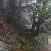 Knorrige Buchen Gfällfelsen