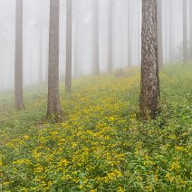 Blühendes Habichtskraut Geiersnest/St. Ulrich