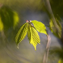 Frisches Grün Bollschweil