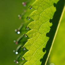Tautropfen auf Bibernelle
