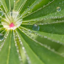 Lupinenblatt mit Tautropfen