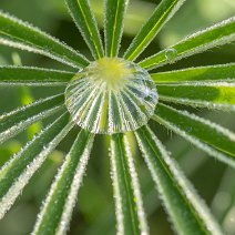 Lupinenblatt mit Tautropfen