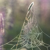 Spinnennetz im Lupinenfeld