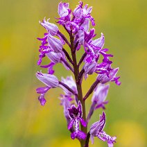 Helm-Knabenkraut Schönberg/Ebringen