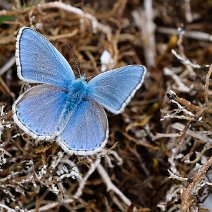 Bläuling
