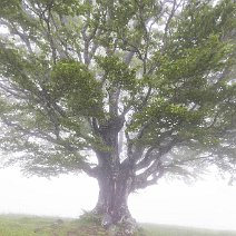 Weidbuche im Nebel Geiersnest/St. Ulrich