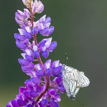 Kohlweißlinge auf Lupinenblüte