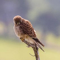 Turmfalke Eduardshöhe/Horben