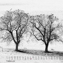 2019_02 Nußbäume und Krähen