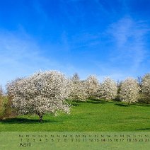 2019_04 Kirschblüte