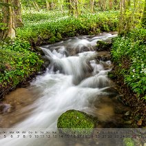 2019_05 Bärlauchblüte