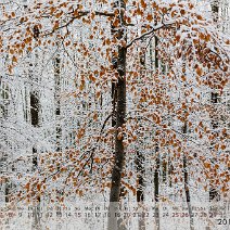 2019_12 Winterlicher Buchenwald