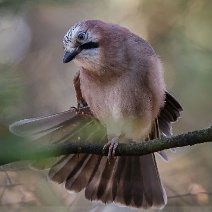 03_2020 Eichelhäher