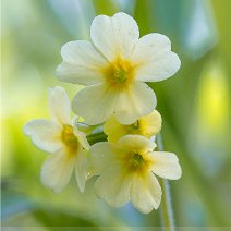 04_2020 Schlüsselblümchen