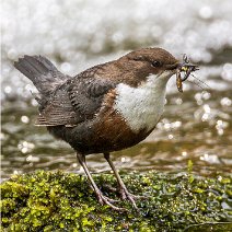 05_2020 Wasseramsel