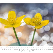 Sumpfdotterblumen im Gegenlicht